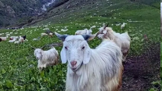 शीत लहर के चलते चरवाहों ने किया निचली घाटी का रुख