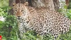 Leopard Attacks Stir Fear in Bhimtal and Chinyalisaur